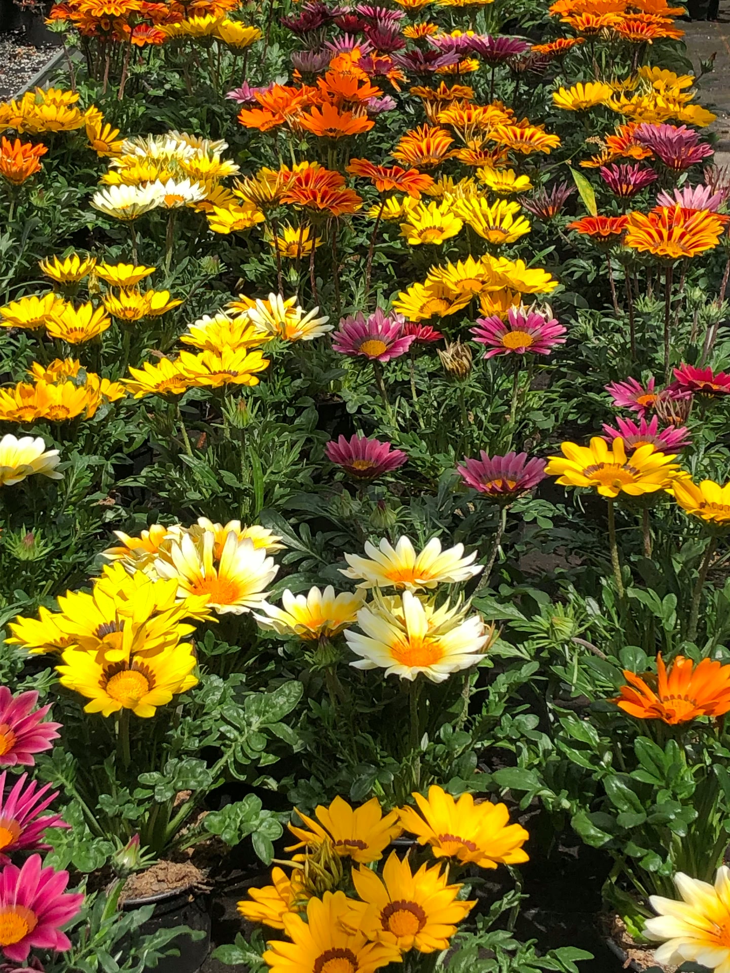 Bunte Gazanien in Gelb, Orange, Weiß und Rosa