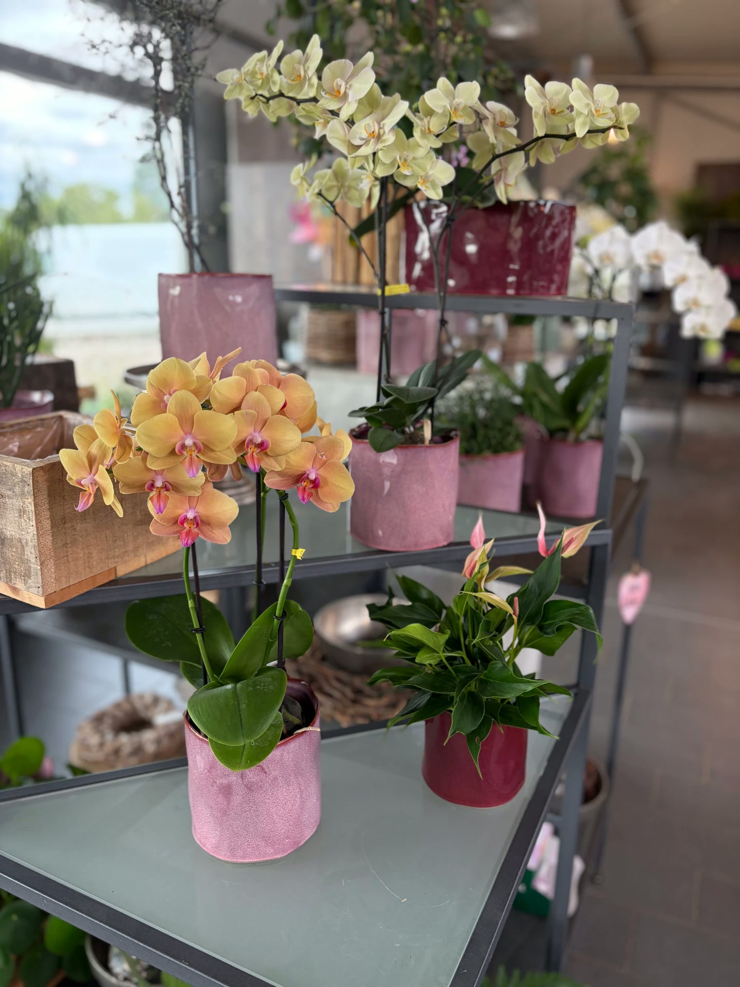Weiße und orangefarbene Orchideen in rosa Übertöpfen im Verkaufsraum