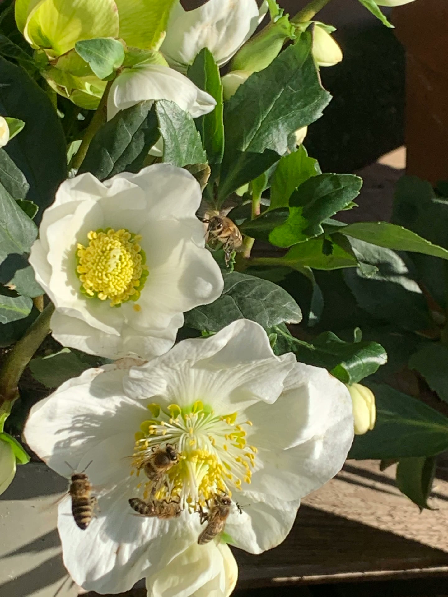 Weiße Christrosen mit gelben Blütenherzen, darauf mehrere Bienen