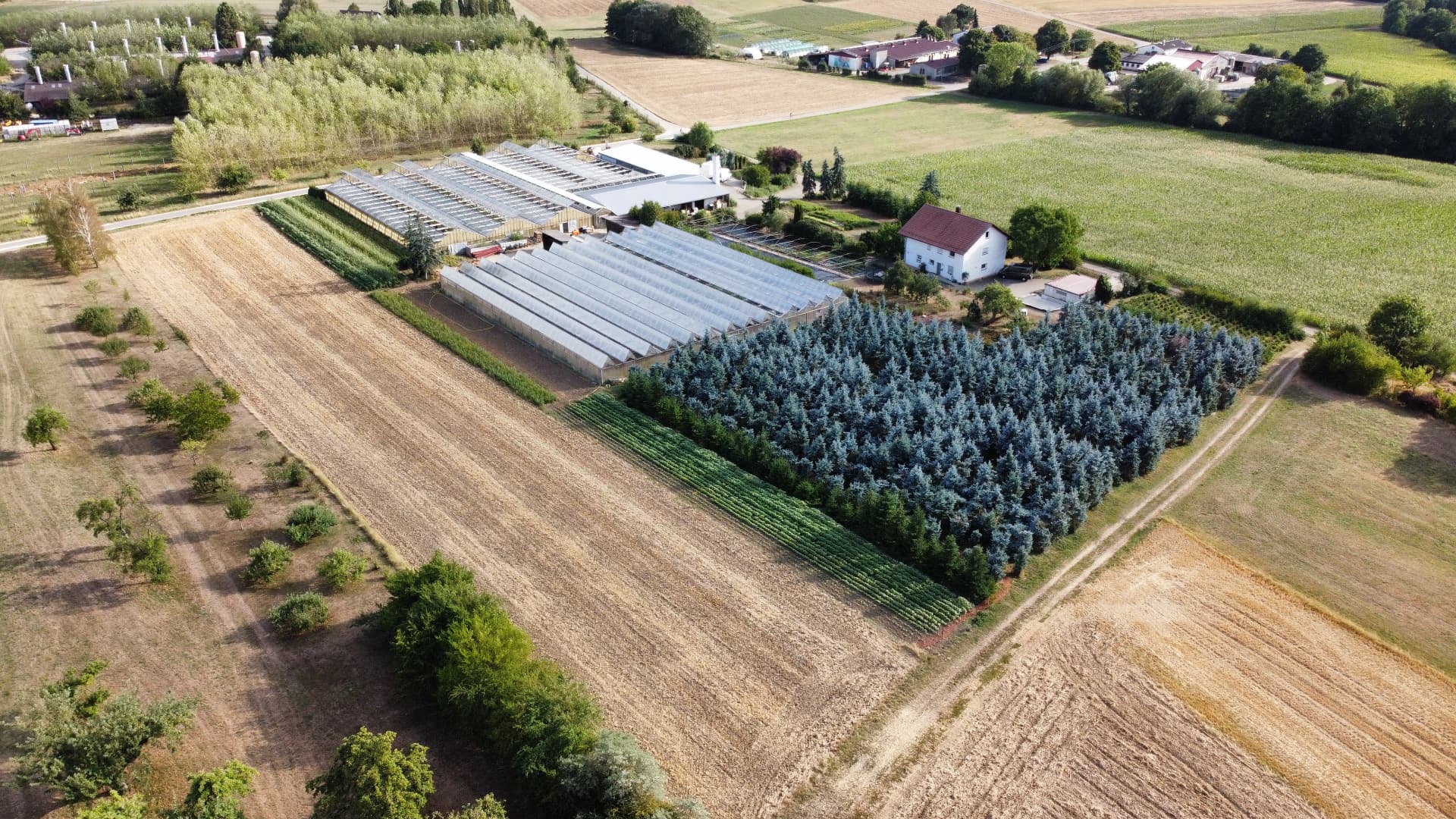 Drohnenluftbild der Gärtnerei Höfer mit Gewächshäusern und Blaufichten