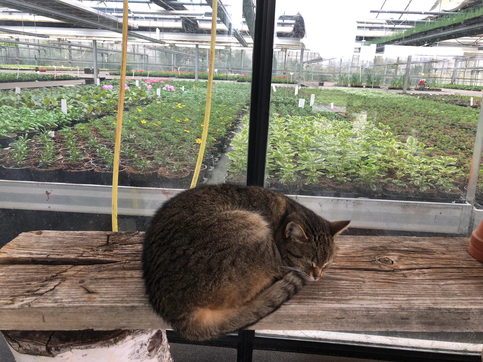 Blick durch eine Glasscheibe in ein Gewächshaus mit Jungpflanzenreihen, davor eine schlafende Katze auf einem Holzbalken