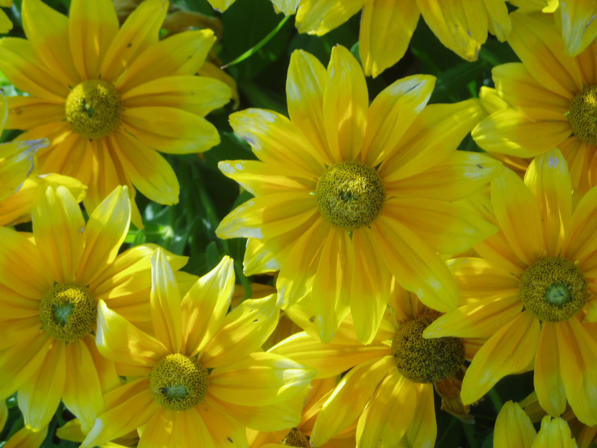 Leuchtend gelbe Sonnenhüte in voller Blüte