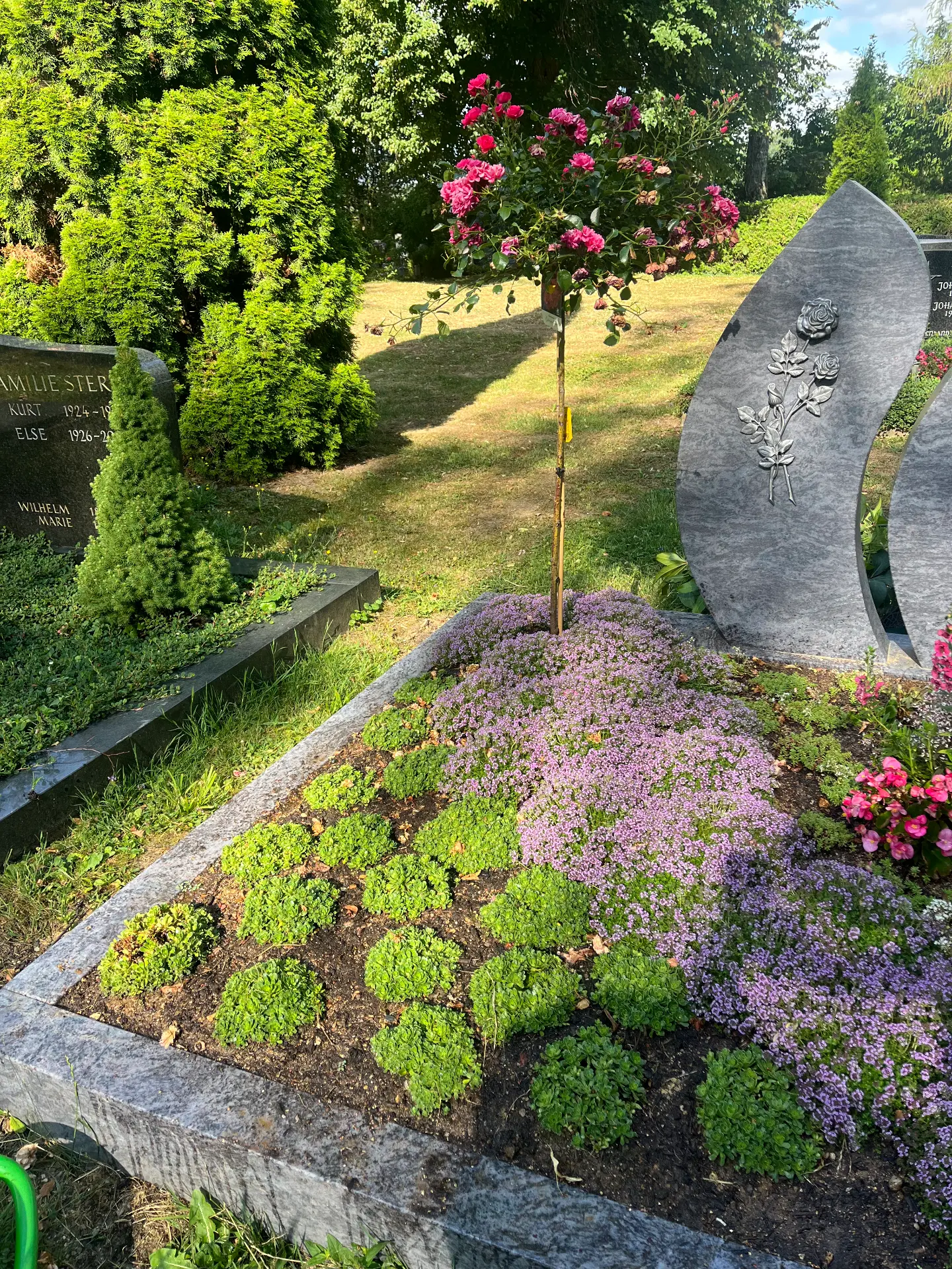 Bepflanztes Grab mit violetten Polsterpflanzen und einem blühenden Rosenstämmchen