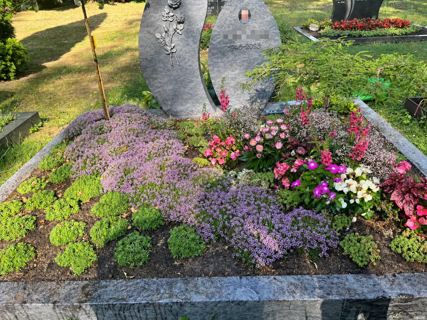 Sommerlich gestaltetes Grab mit violetten Polsterpflanzen und farbenfroher Wechselbepflanzung