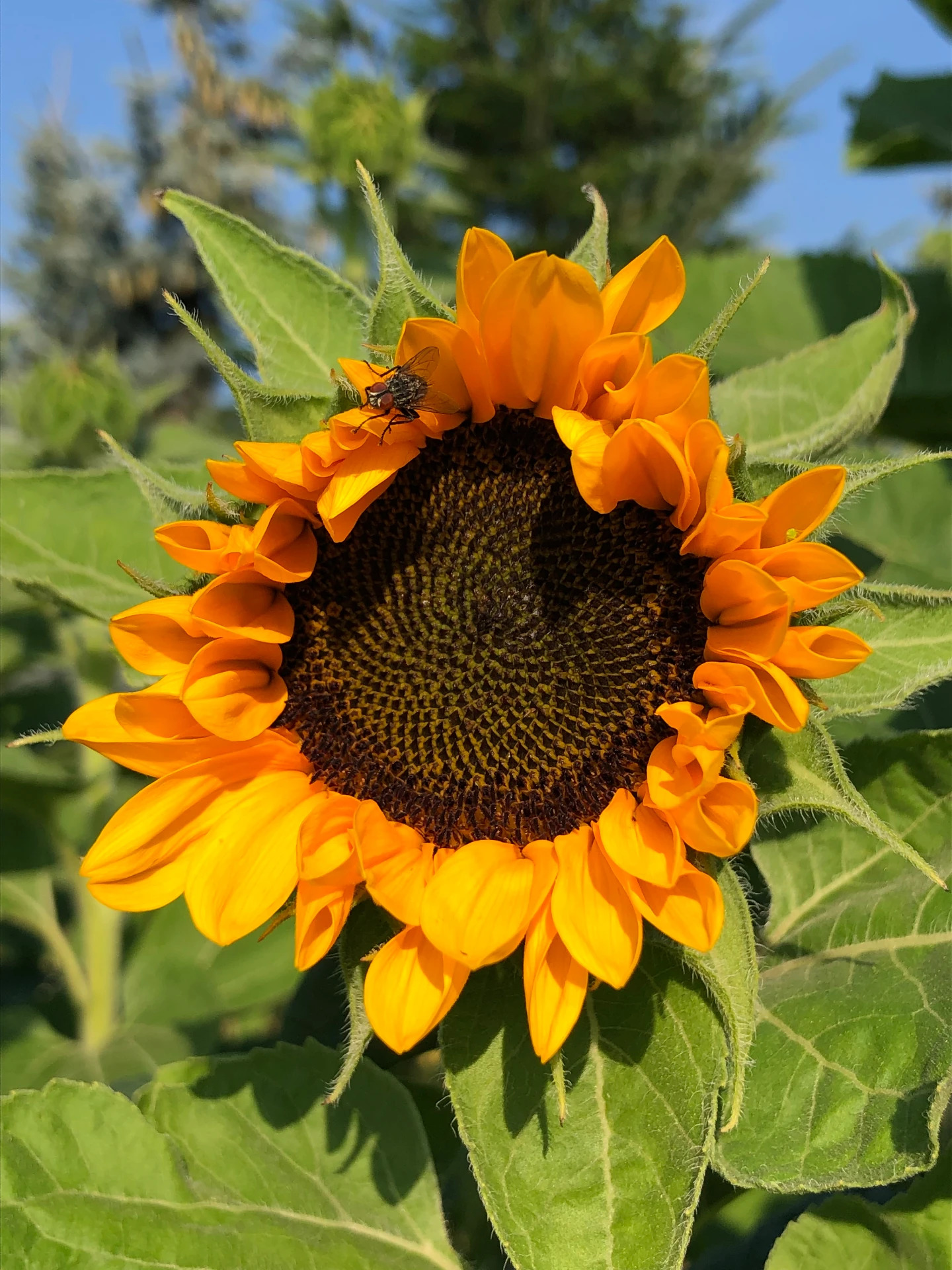 Aufblühende Sonnenblume aus eigener Produktion im Freiland vor blauem Himmel
