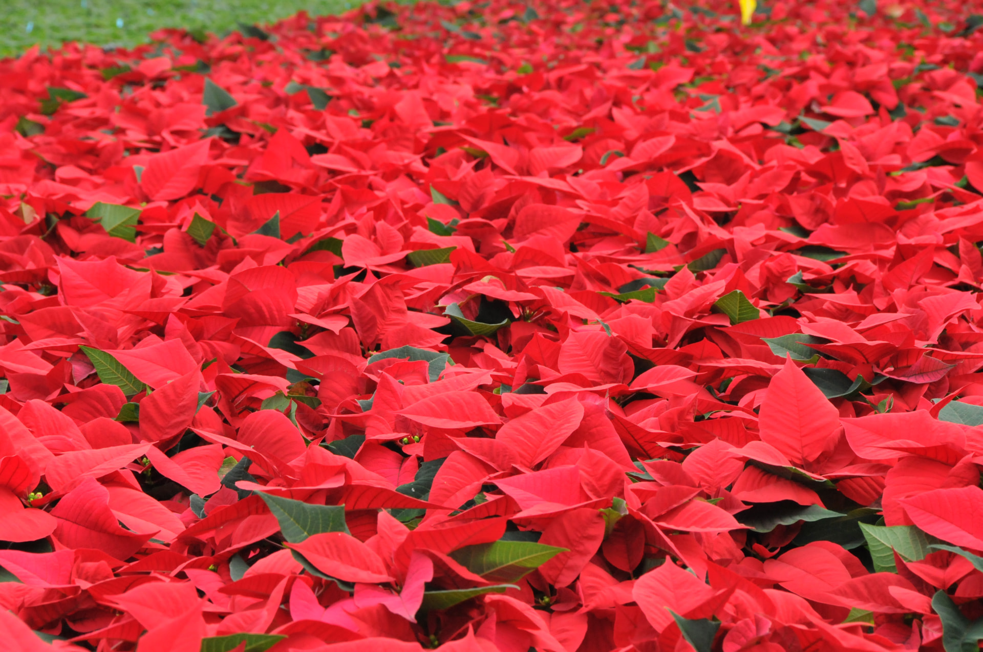 Dicht an dicht stehende rote Weihnachtssterne aus eigener Produktion im Gewächshaus