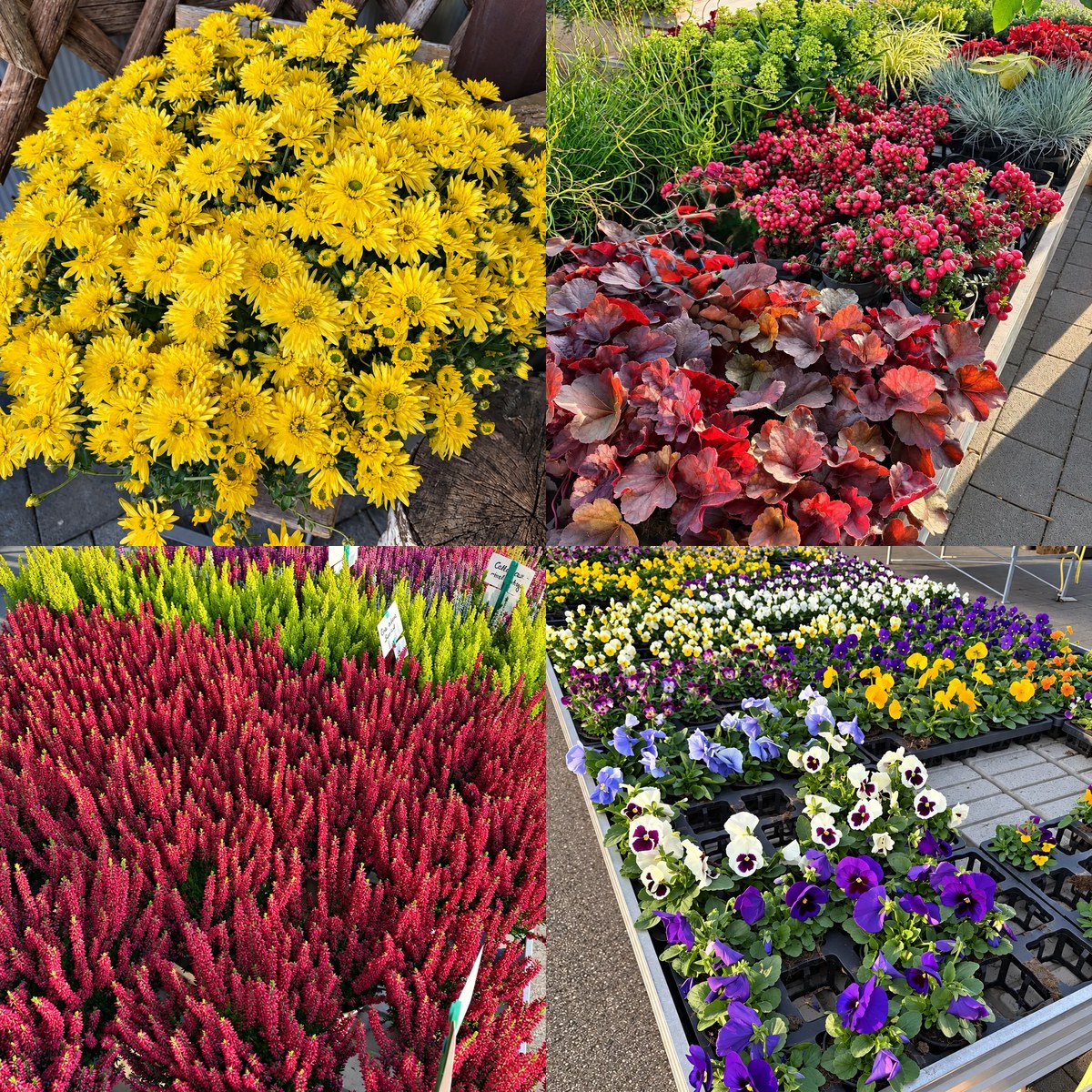 Herbstliche Pflanzen aus der Gärtnerei Höfer: gelbe Chrysanthemen, rote Heuchera, blühende Heide und bunte Stiefmütterchen