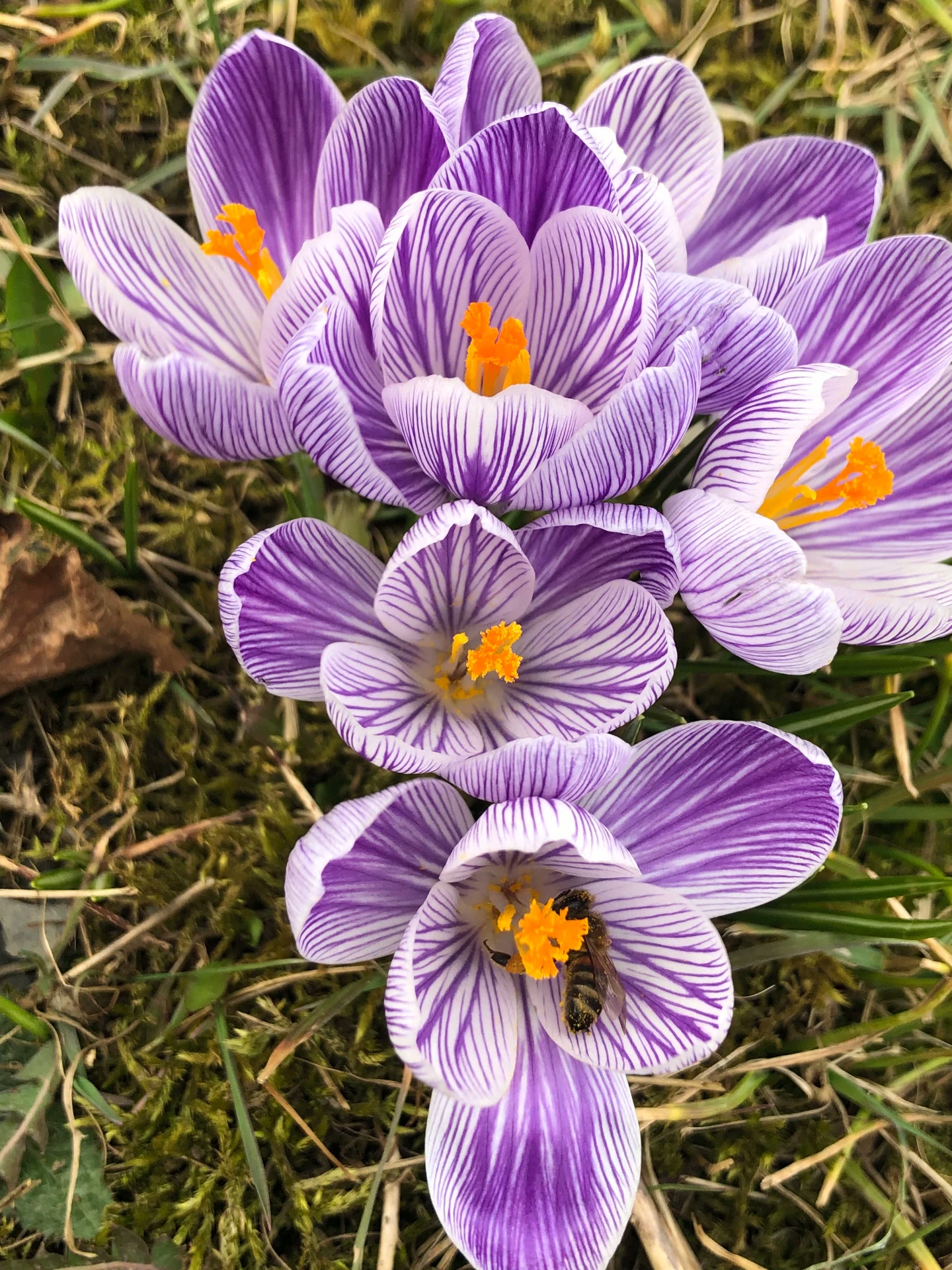 Lila-weiß gestreifte Krokusse im Gras, in einer Blüte sitzt eine Biene